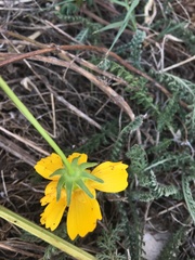Coreopsis