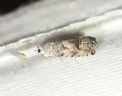 Ofatulena duodecemstriata