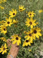 Coreopsis tripteris