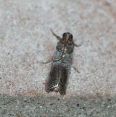 Chararica hystriculella