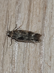 Caryocolum fischerella
