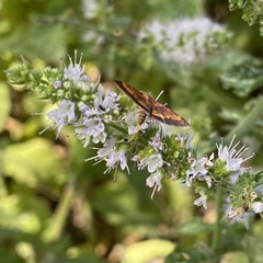 Pyrausta subsequalis
