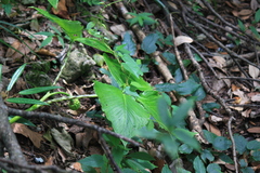 Arisaema lobatum