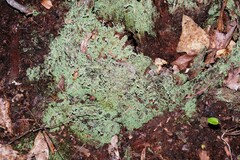 Cladonia