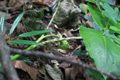 Arisaema lobatum