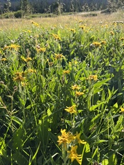 Arnica chamissonis