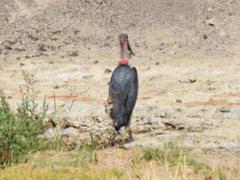 Leptoptilos crumenifer