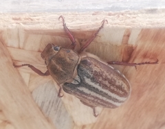 Anoxia australis