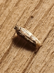 Caryocolum fischerella