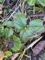 Rubus hispidus