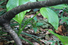 Arisaema lobatum