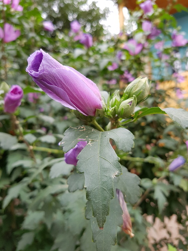 ibištek sýrsky (Hibiscus syriacus)