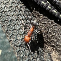 Formica obscuripes