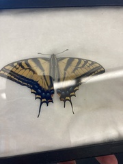 Papilio multicaudata