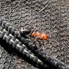 Formica obscuripes