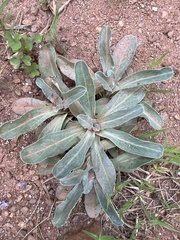 Micranthes micranthidifolia