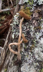 Coltricia cinnamomea