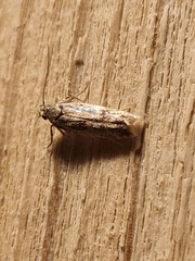 Caryocolum fischerella