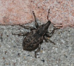 Curculionoidea