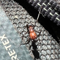 Formica obscuripes