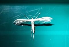 Pterophorus pentadactyla