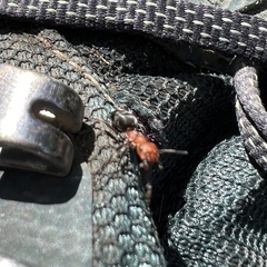 Formica obscuripes