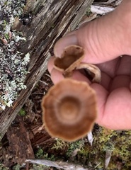 Coltricia cinnamomea