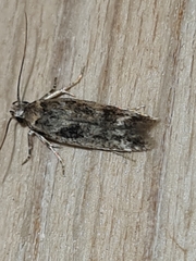 Caryocolum fischerella