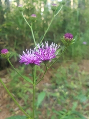 Vernonia acaulis