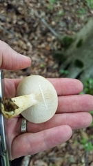 Lactarius maculatipes