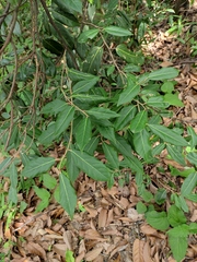 Elaeagnus