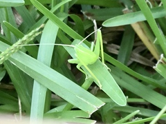 Copiphorini