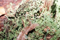 Cladonia