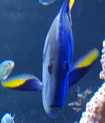 Paracanthurus hepatus