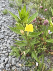 Oenothera pilosella