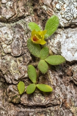 Trichotosia dasyphylla