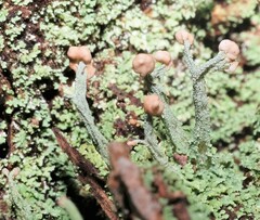 Cladonia