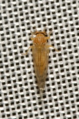 Psylloidea