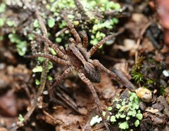 Lycosidae
