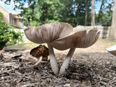 Pluteus petasatus
