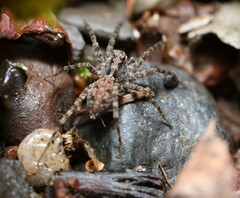 Pardosa