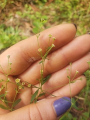 Euphorbia curtisii
