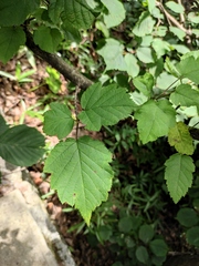 Corylus heterophylla