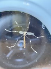 Bittacomorpha clavipes