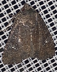 Apamea impulsa