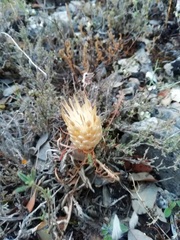 Leuzea conifera