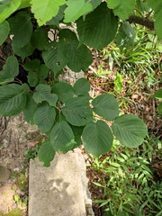 Corylus heterophylla