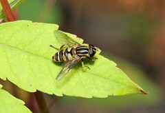 Helophilus fasciatus