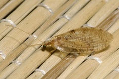 Hemerobius