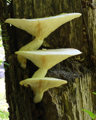 Pleurotus